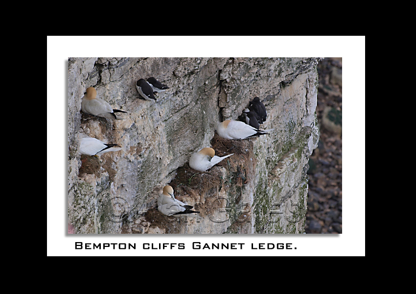 Gannets nesting on ledge