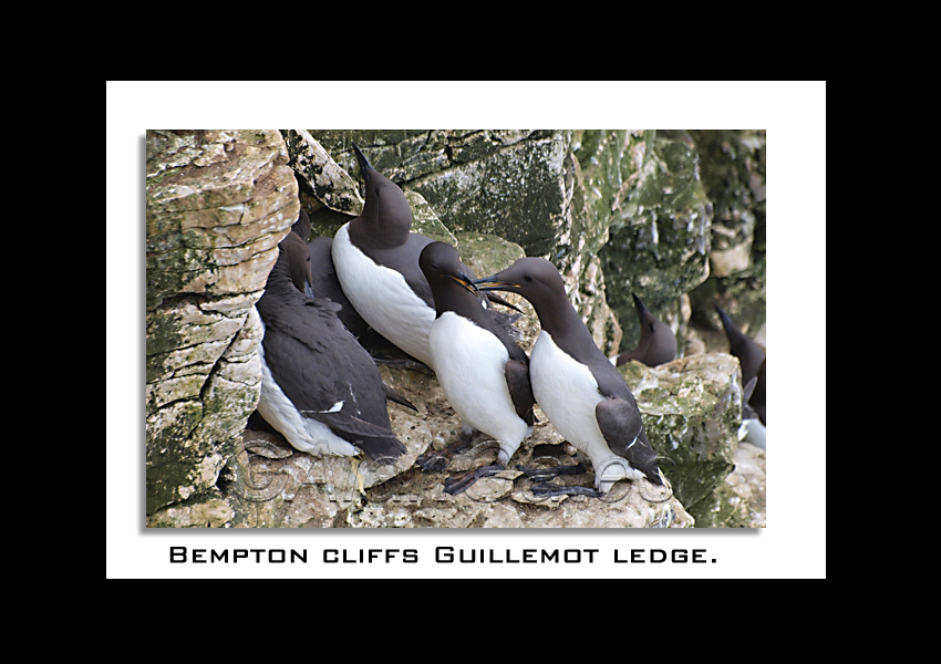 Guillemots on Bempton ledge