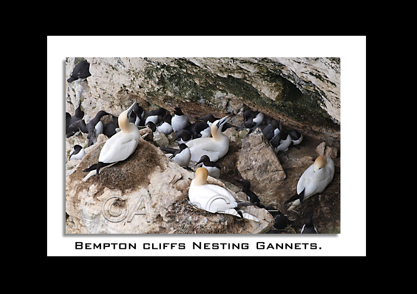 Nesting Gannets