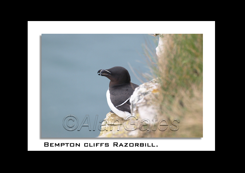 Razorbill at Bempton