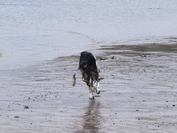 Gracie, Munsterlander at Runswick beach