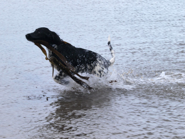 Gracie, Munsterlander enjoys seaweed