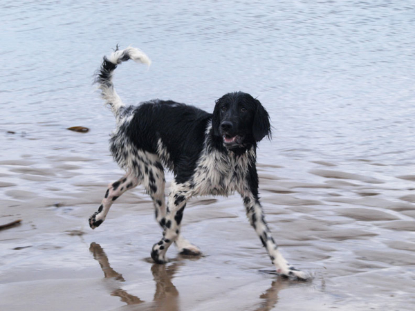 Gracie loves the beach