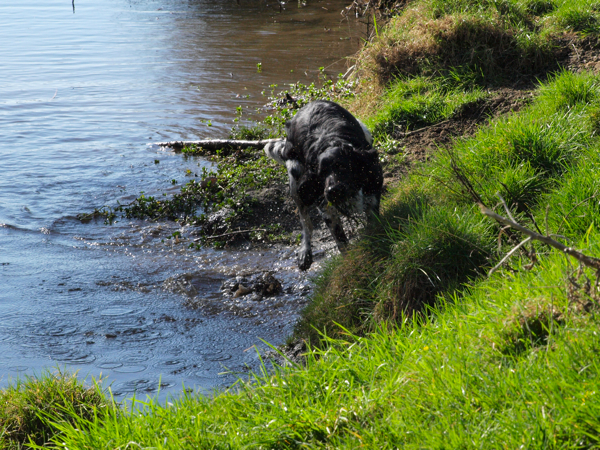 Gracie, Munsterlander the river rat