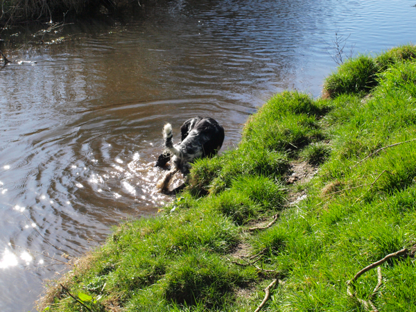 Gracie, Munsterlander underwater treasure