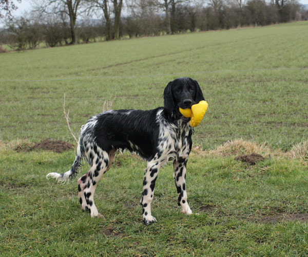 My first duck retrieve, not bad for a youngster.