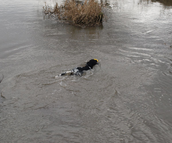 This swimming lark is rather good.