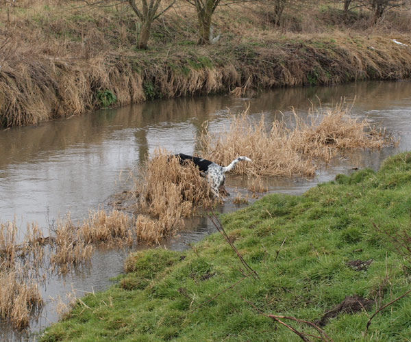 Moorhens and ducks have been in here.