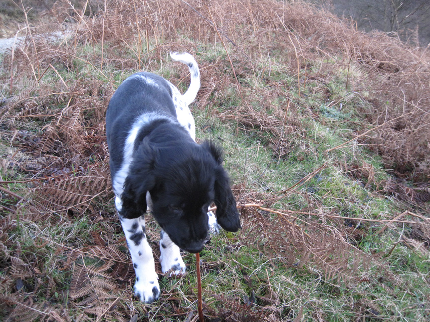 First taste of Bracken