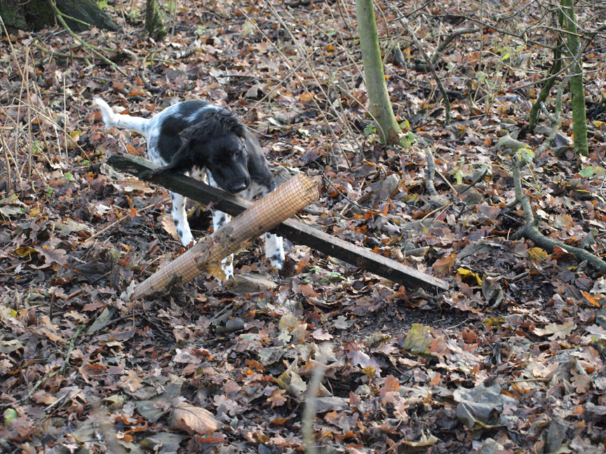 I like to tidy up the woodland