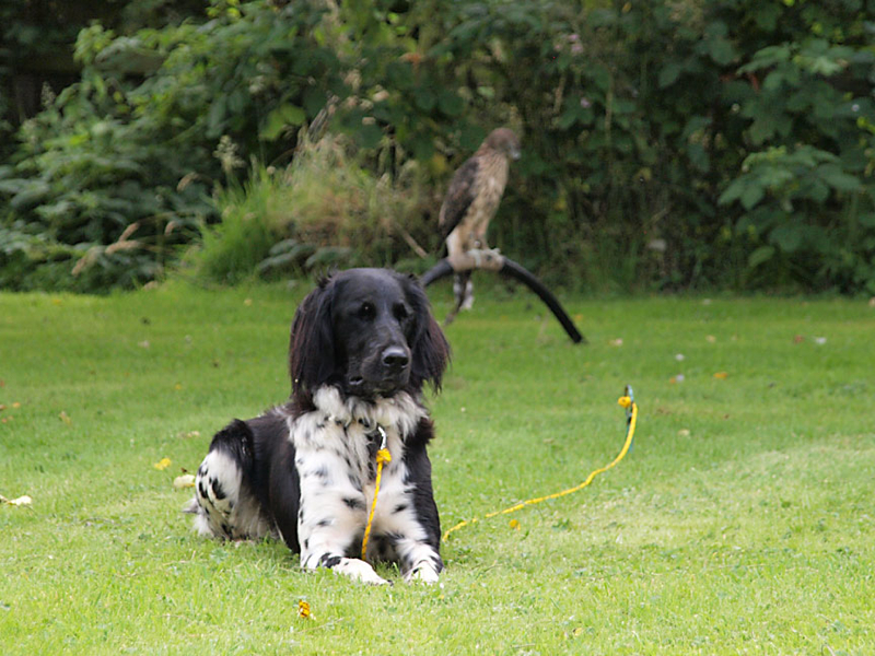 Gracie, Large Munsterlander getting to know her Goshawk