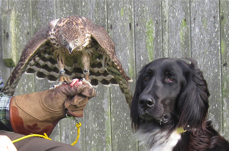 Gracie Munsterlander with Ike a Northern Goshawk