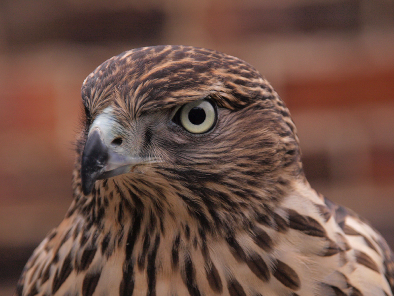 Ike, young male goshawk