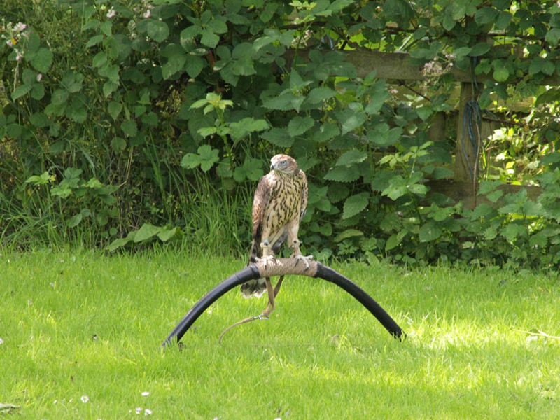 Early days but he enjoys being out on the bow perch.