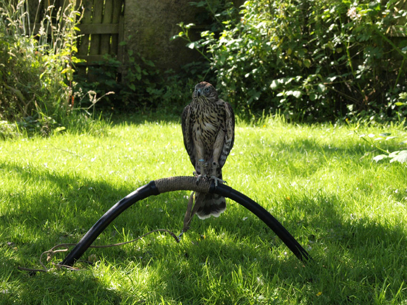 Enjoying the shade of the apple trees