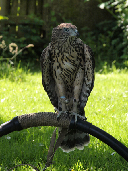 First day on the outside bow perch