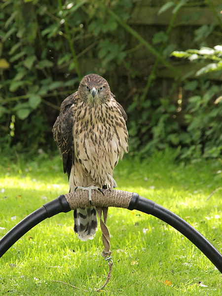 Much more settled on the bow