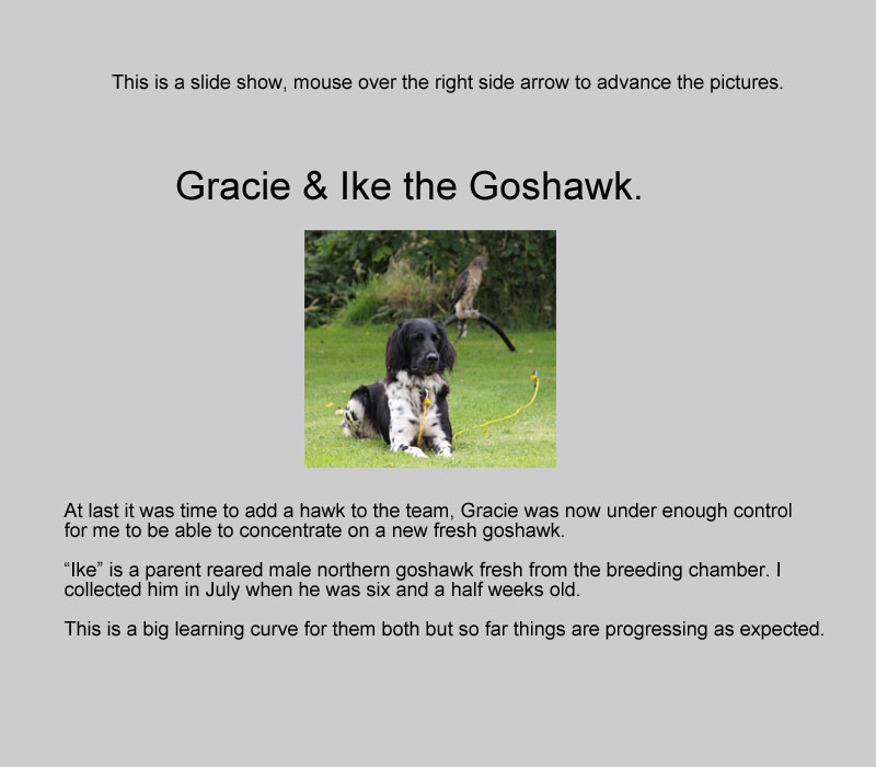 Gracie Munsterlander with Goshawk