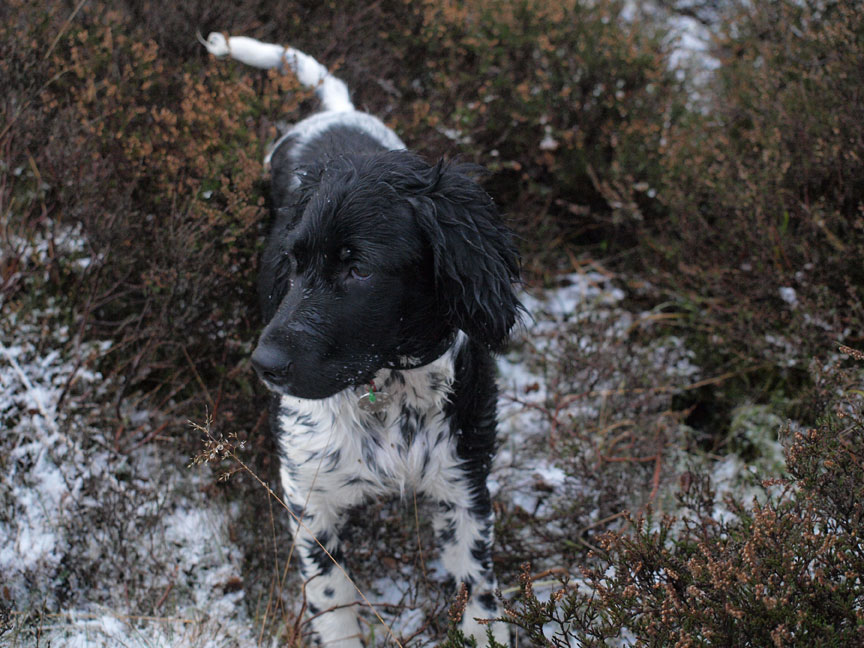Getting damp in the winter heather