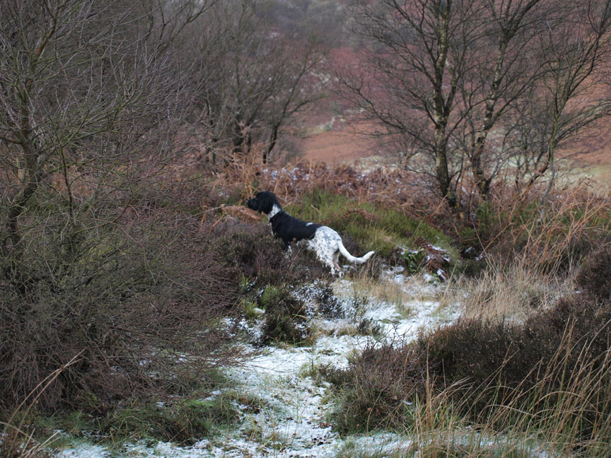 Not a point but intent on a smell.