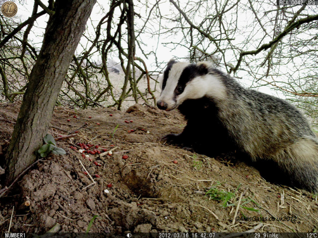 Badger in daylight