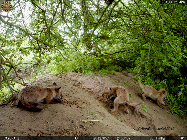 Fox cubs