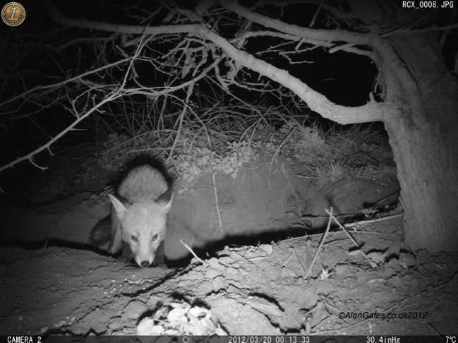 Adult fox at night on Leupold RCX-2 camera