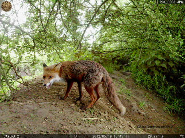 Fox Vixen