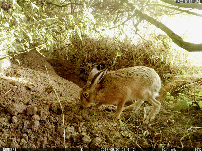 A passing Hare inspects the den
