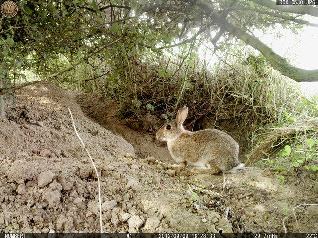 A nosey rabbit that lives nearby