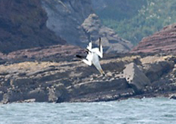 Gannets fishing by plunge diving in to sea