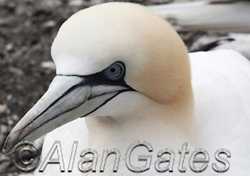 Gannets at Bempton Cliffs