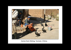 Rural China, cormorant fishing