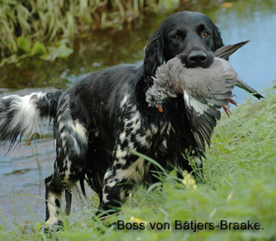 Munsterlander, Boss von Bätjers-Braake