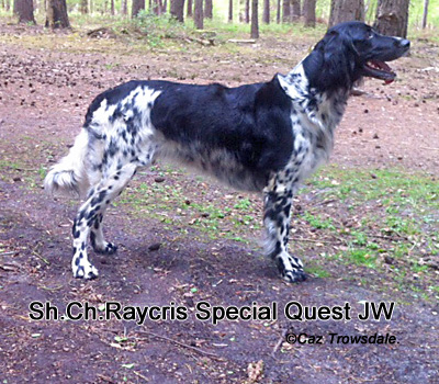 Sh.Ch. Raycris Special Quest